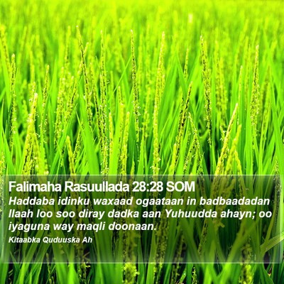 Falimaha Rasuullada 28:28 SOM Bible Verse Image