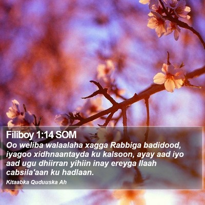 Filiboy 1:14 SOM Bible Verse Image
