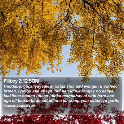 Filiboy 2:12 SOM Bible Verse Image