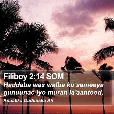 Filiboy 2:14 SOM Bible Verse Image