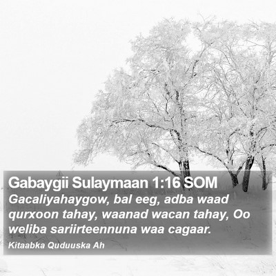 Gabaygii Sulaymaan 1:16 SOM Bible Verse Image