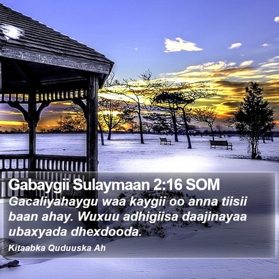 Gabaygii Sulaymaan 2:16 SOM Bible Verse Image