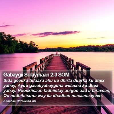 Gabaygii Sulaymaan 2:3 SOM Bible Verse Image