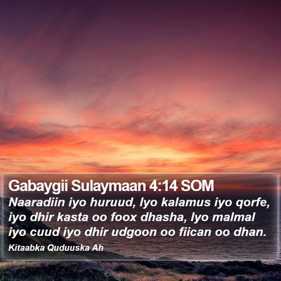 Gabaygii Sulaymaan 4:14 SOM Bible Verse Image