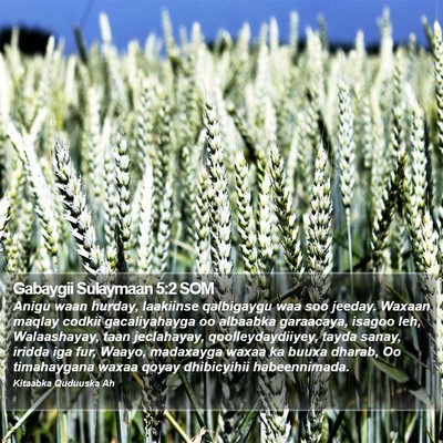 Gabaygii Sulaymaan 5:2 SOM Bible Verse Image