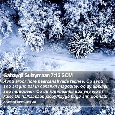 Gabaygii Sulaymaan 7:12 SOM Bible Verse Image