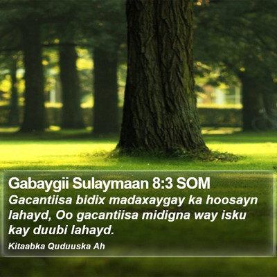 Gabaygii Sulaymaan 8:3 SOM Bible Verse Image