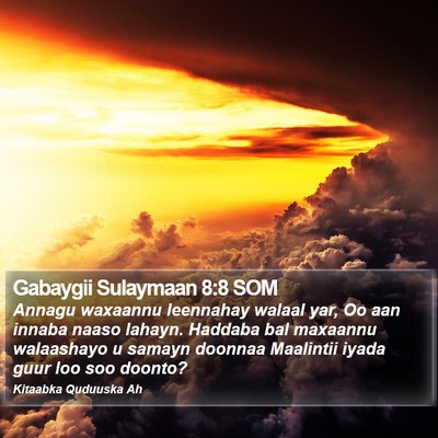Gabaygii Sulaymaan 8:8 SOM Bible Verse Image