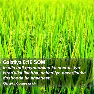 Galatiya 6:16 SOM Bible Verse Image
