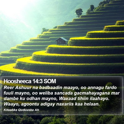 Hoosheeca 14:3 SOM Bible Verse Image