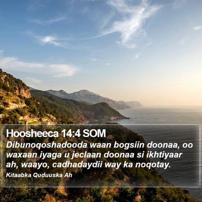 Hoosheeca 14:4 SOM Bible Verse Image