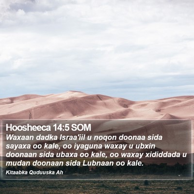 Hoosheeca 14:5 SOM Bible Verse Image