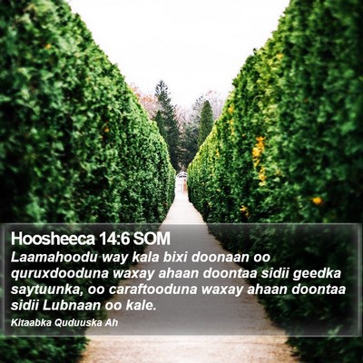 Hoosheeca 14:6 SOM Bible Verse Image