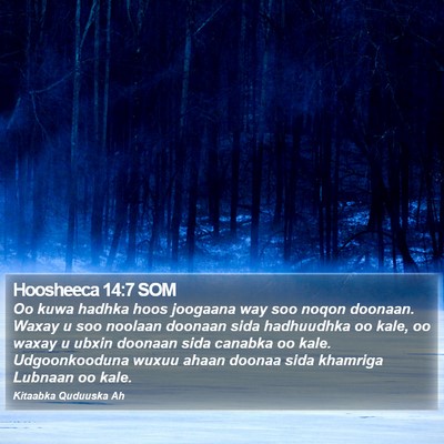 Hoosheeca 14:7 SOM Bible Verse Image