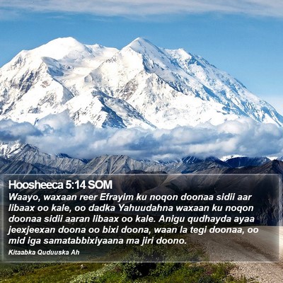 Hoosheeca 5:14 SOM Bible Verse Image
