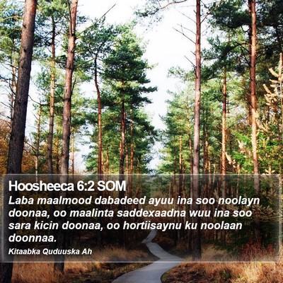Hoosheeca 6:2 SOM Bible Verse Image