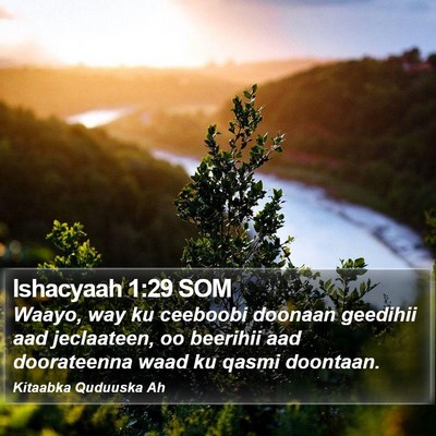 Ishacyaah 1:29 SOM Bible Verse Image