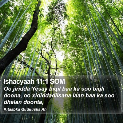 Ishacyaah 11:1 SOM Bible Verse Image