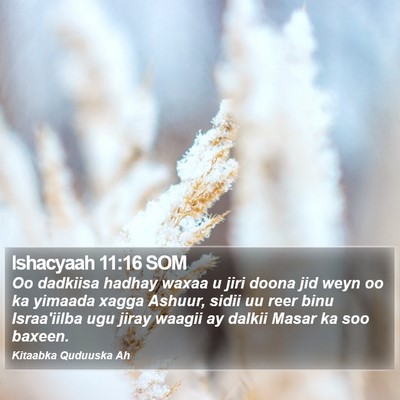 Ishacyaah 11:16 SOM Bible Verse Image