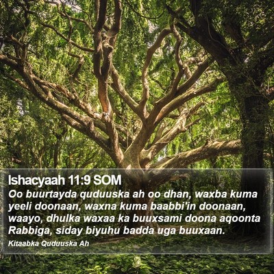 Ishacyaah 11:9 SOM Bible Verse Image