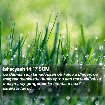 Ishacyaah 14:17 SOM Bible Verse Image