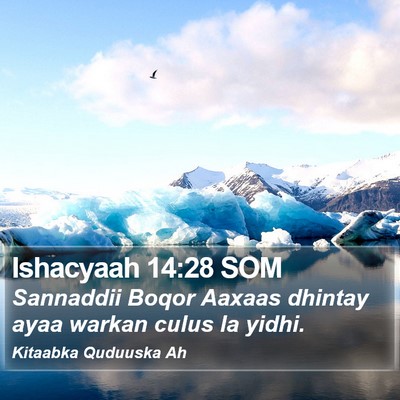Ishacyaah 14:28 SOM Bible Verse Image