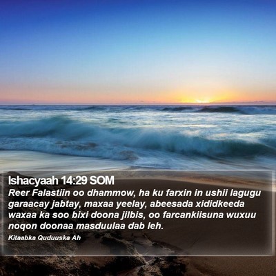 Ishacyaah 14:29 SOM Bible Verse Image