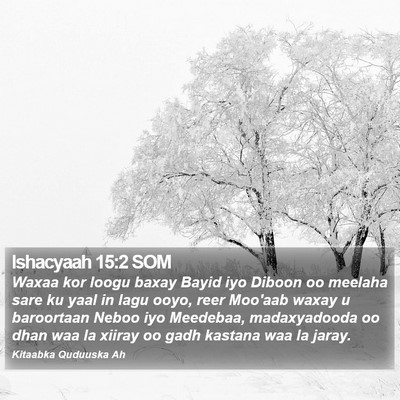 Ishacyaah 15:2 SOM Bible Verse Image