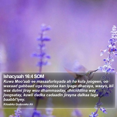 Ishacyaah 16:4 SOM Bible Verse Image