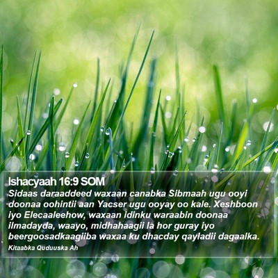 Ishacyaah 16:9 SOM Bible Verse Image