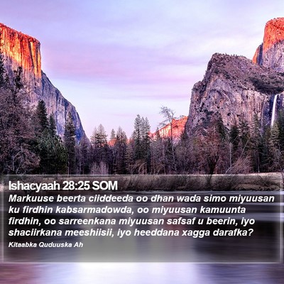 Ishacyaah 28:25 SOM Bible Verse Image