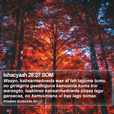 Ishacyaah 28:27 SOM Bible Verse Image