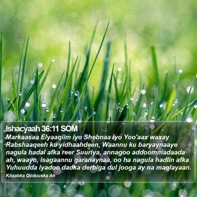 Ishacyaah 36:11 SOM Bible Verse Image