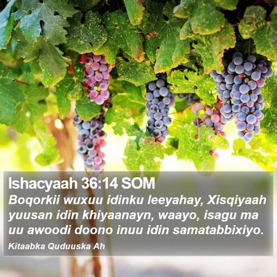 Ishacyaah 36:14 SOM Bible Verse Image