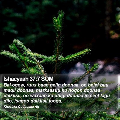 Ishacyaah 37:7 SOM Bible Verse Image