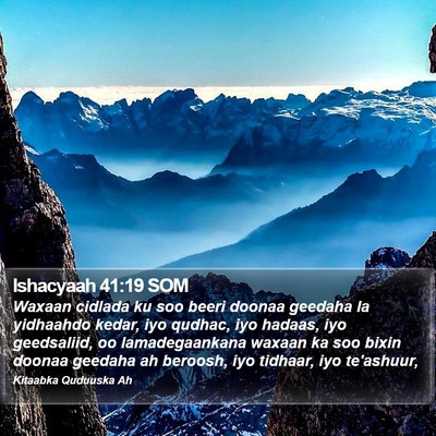 Ishacyaah 41:19 SOM Bible Verse Image