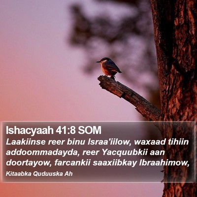 Ishacyaah 41:8 SOM Bible Verse Image