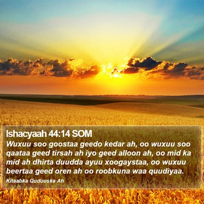 Ishacyaah 44:14 SOM Bible Verse Image