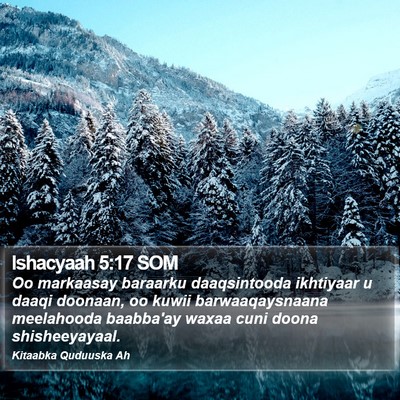 Ishacyaah 5:17 SOM Bible Verse Image