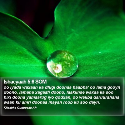 Ishacyaah 5:6 SOM Bible Verse Image