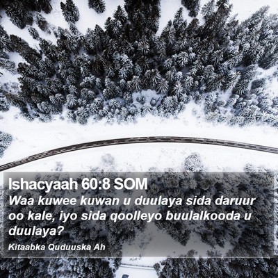 Ishacyaah 60:8 SOM Bible Verse Image