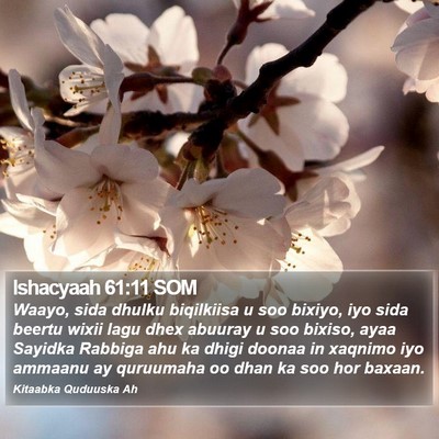 Ishacyaah 61:11 SOM Bible Verse Image