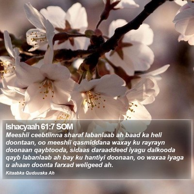 Ishacyaah 61:7 SOM Bible Verse Image