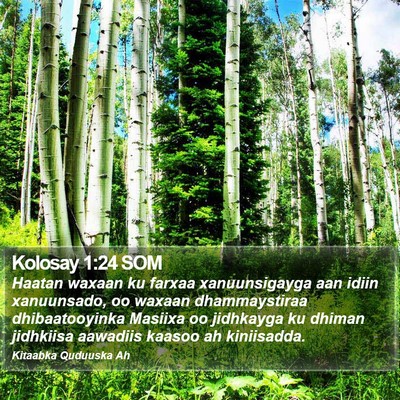 Kolosay 1:24 SOM Bible Verse Image