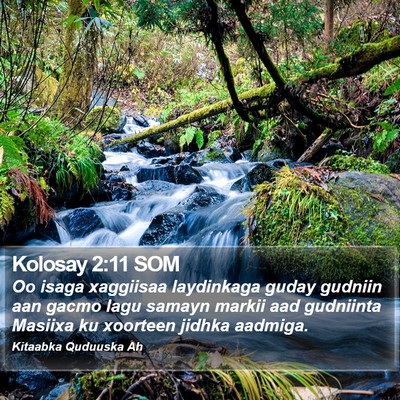 Kolosay 2:11 SOM Bible Verse Image