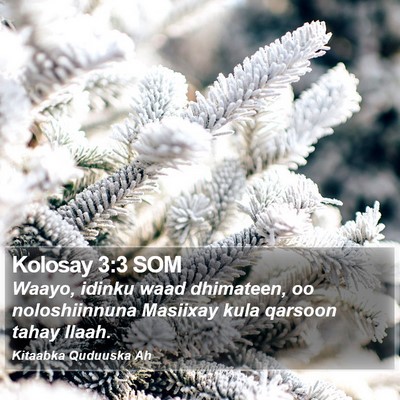 Kolosay 3:3 SOM Bible Verse Image