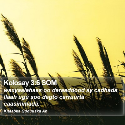 Kolosay 3:6 SOM Bible Verse Image