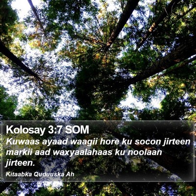 Kolosay 3:7 SOM Bible Verse Image