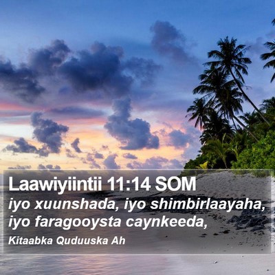 Laawiyiintii 11:14 SOM Bible Verse Image