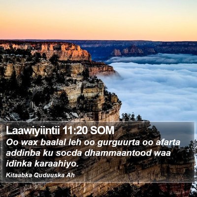 Laawiyiintii 11:20 SOM Bible Verse Image